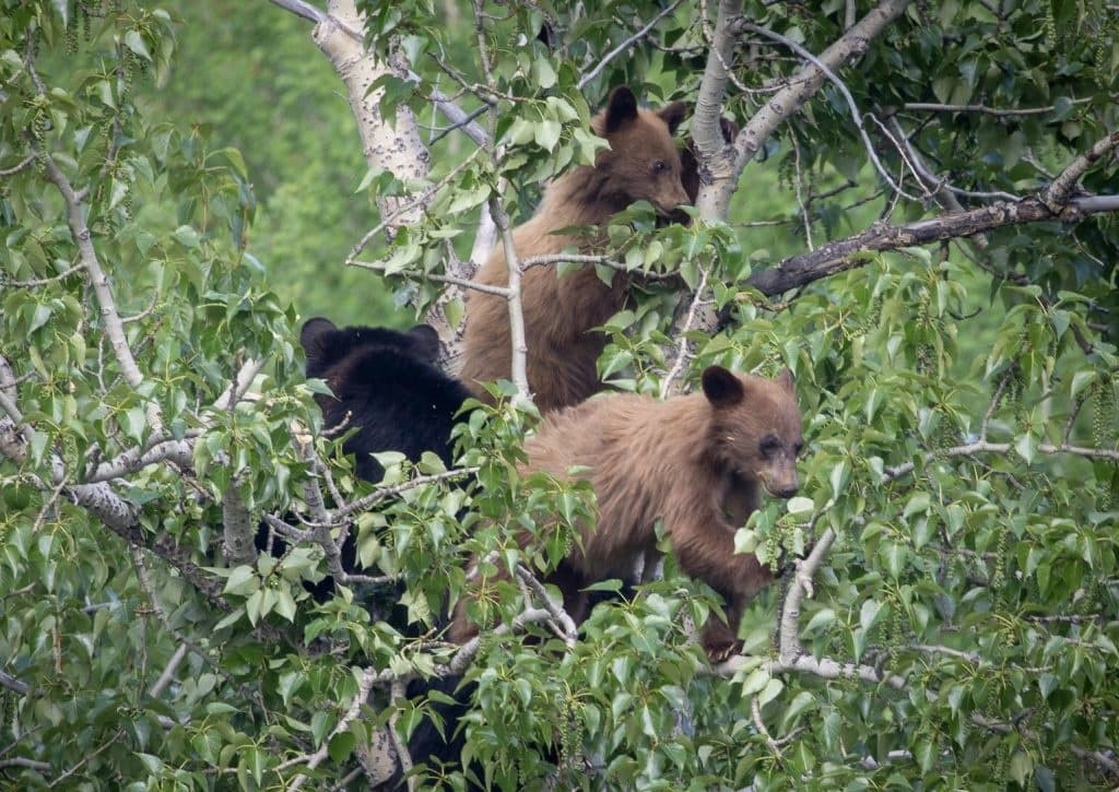 Grand Teton National Park Wildlife & Scenic Tour