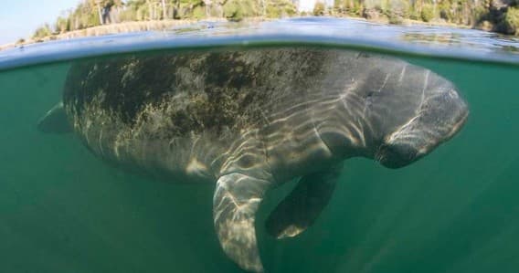 Luxury Manatee Swim Tour on the Homosassa River: Semi-Private Winter Encounters