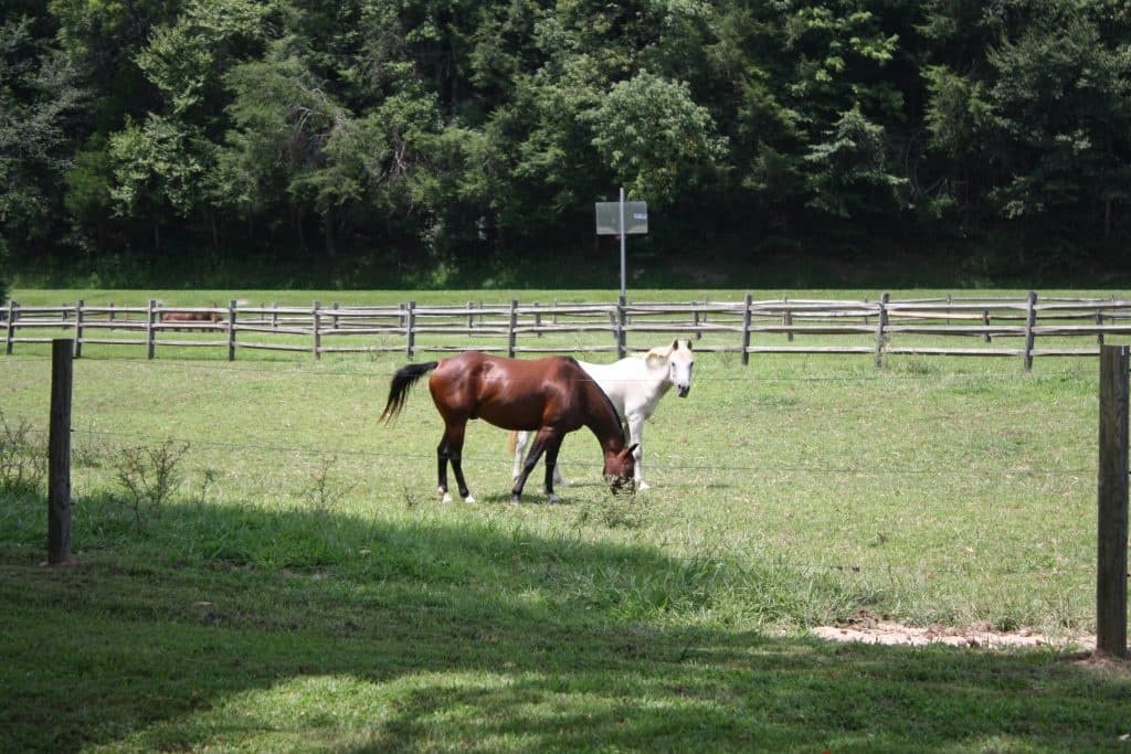 Two horses grazing in pasture at Leatherwood outdoor ranch