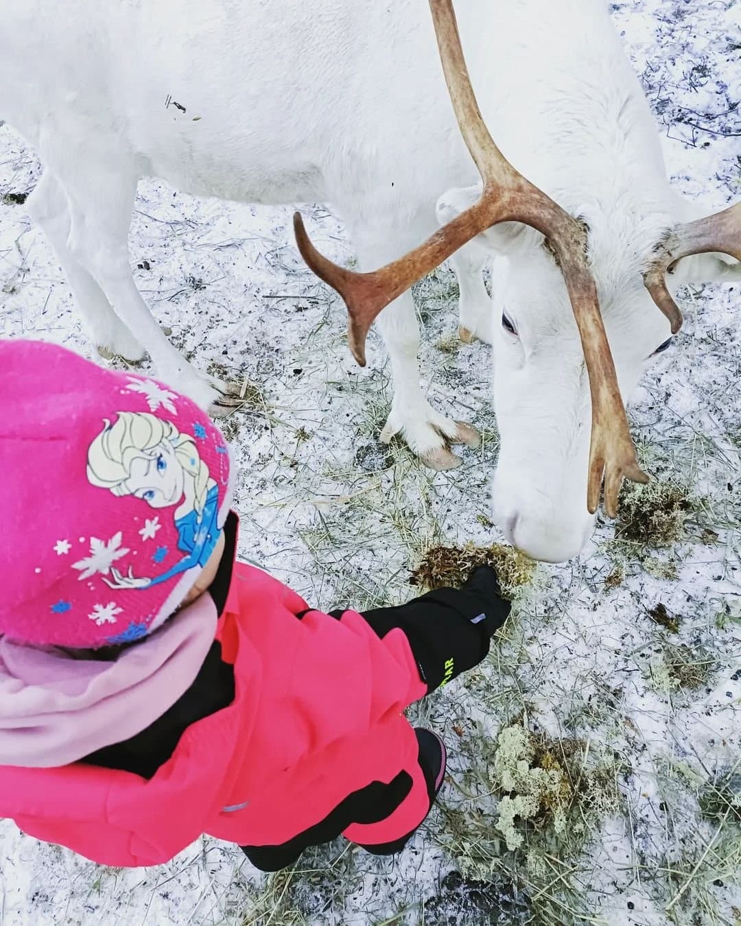 Hands-On Reindeer Farm Visit with Vuolo Reindeer Farm, Finland