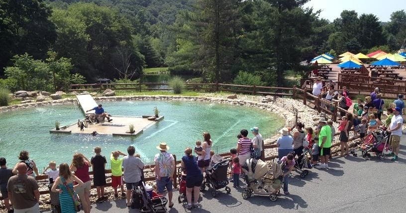 Plan the Ultimate Group Outing at Lehigh Valley Zoo: Feedings, Tours & Rentals photo 2