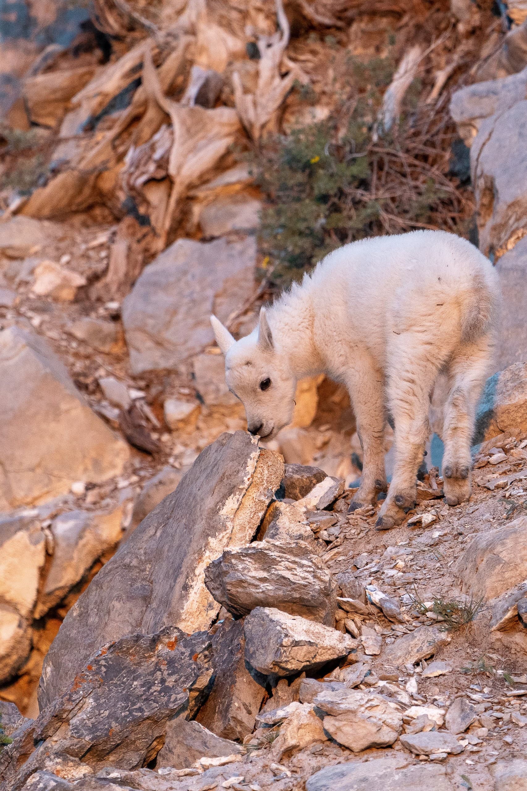 Private Photography Tour in Yoho & Kootenay National Parks photo 1