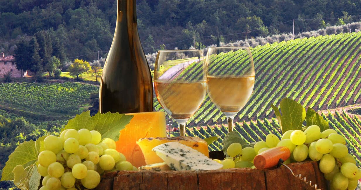 Wine tasting with cheese in sunlit vineyard panorama