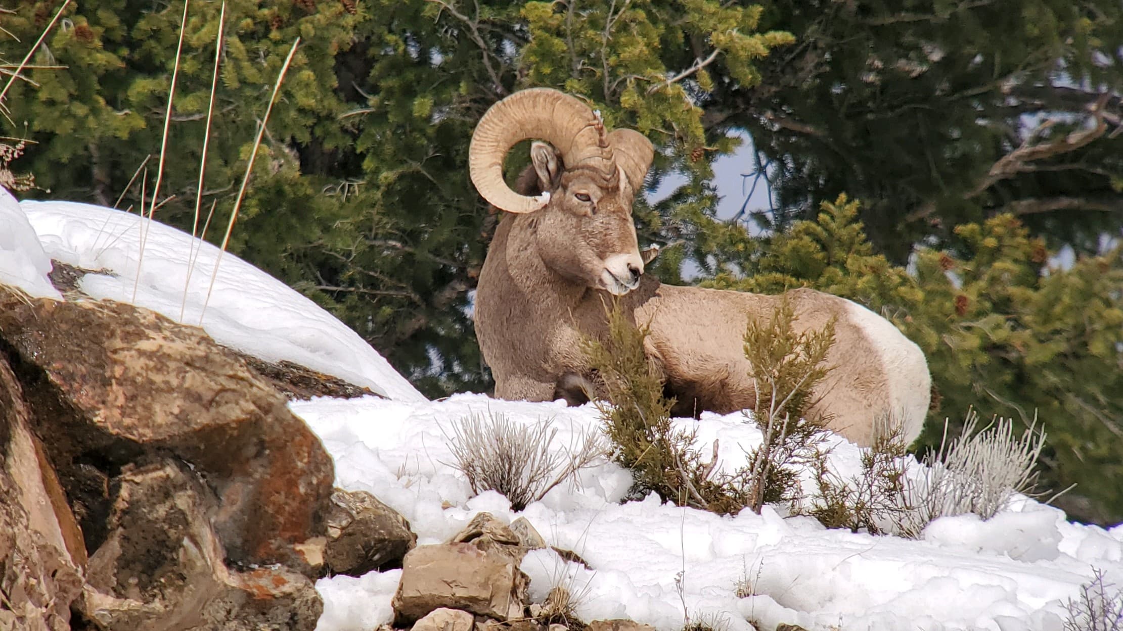 Wild Serenity Wildlife Tours: Evening Tour in West Yellowstone