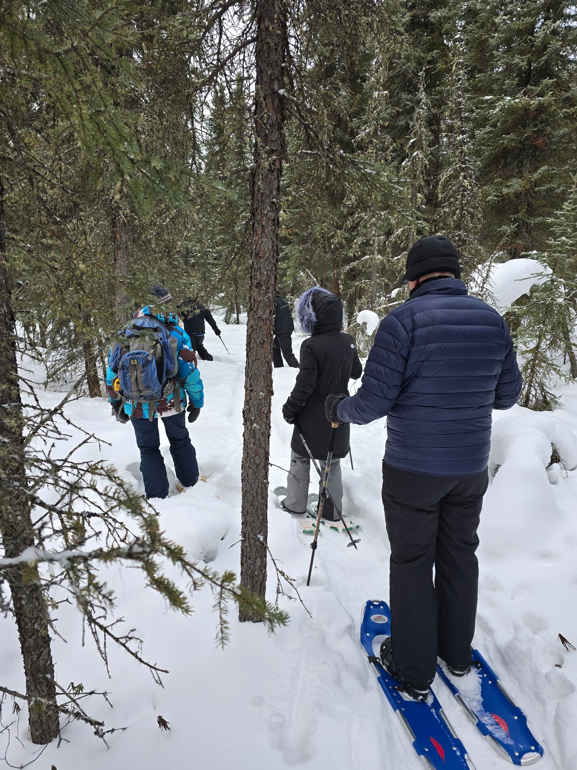 Snowshoe Forest Walks at Sluice Box Sled Dogs — Ester, AK Winter Wildlife Tours photo 1