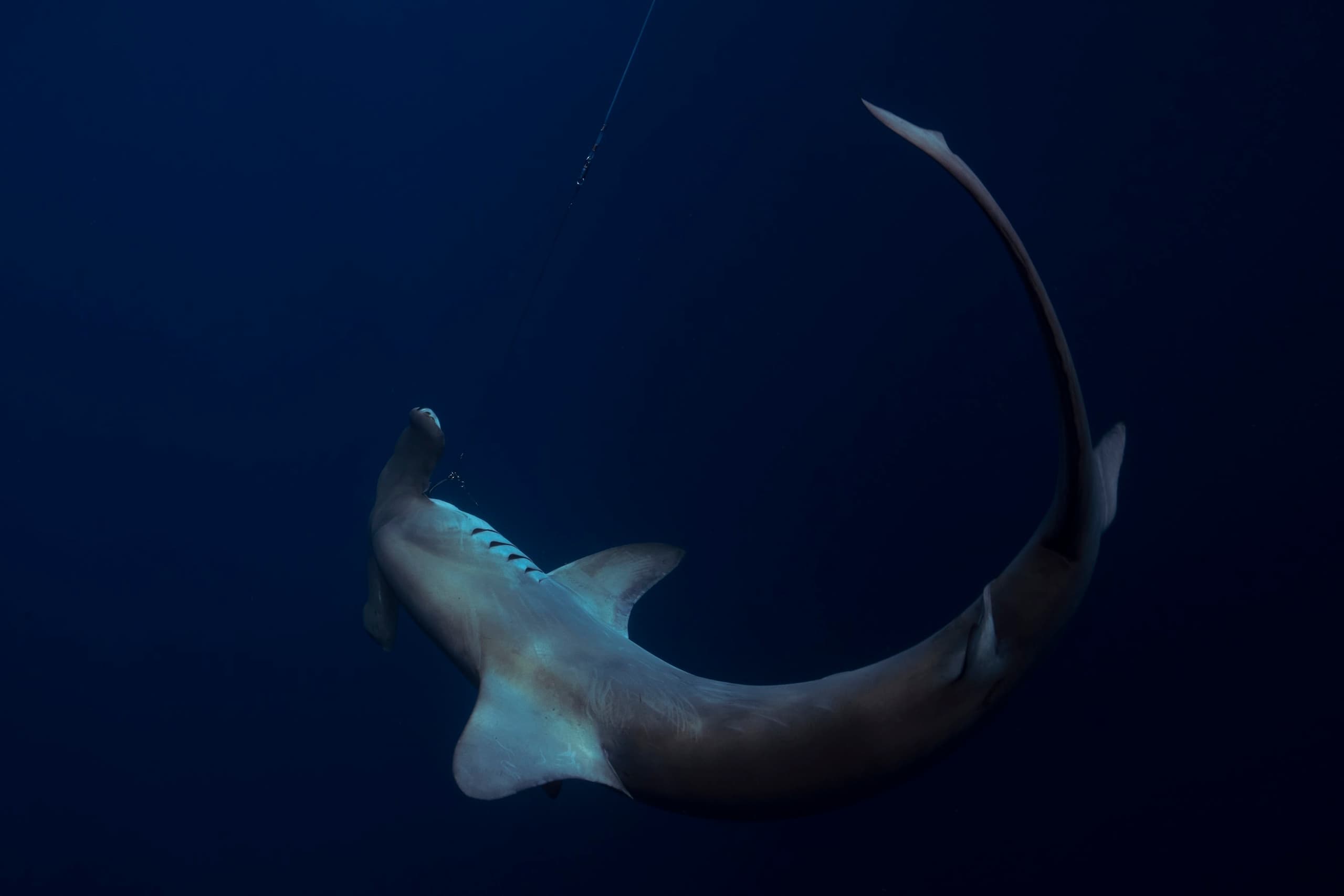 Large shark swimming in deep blue ocean, scuba sighting