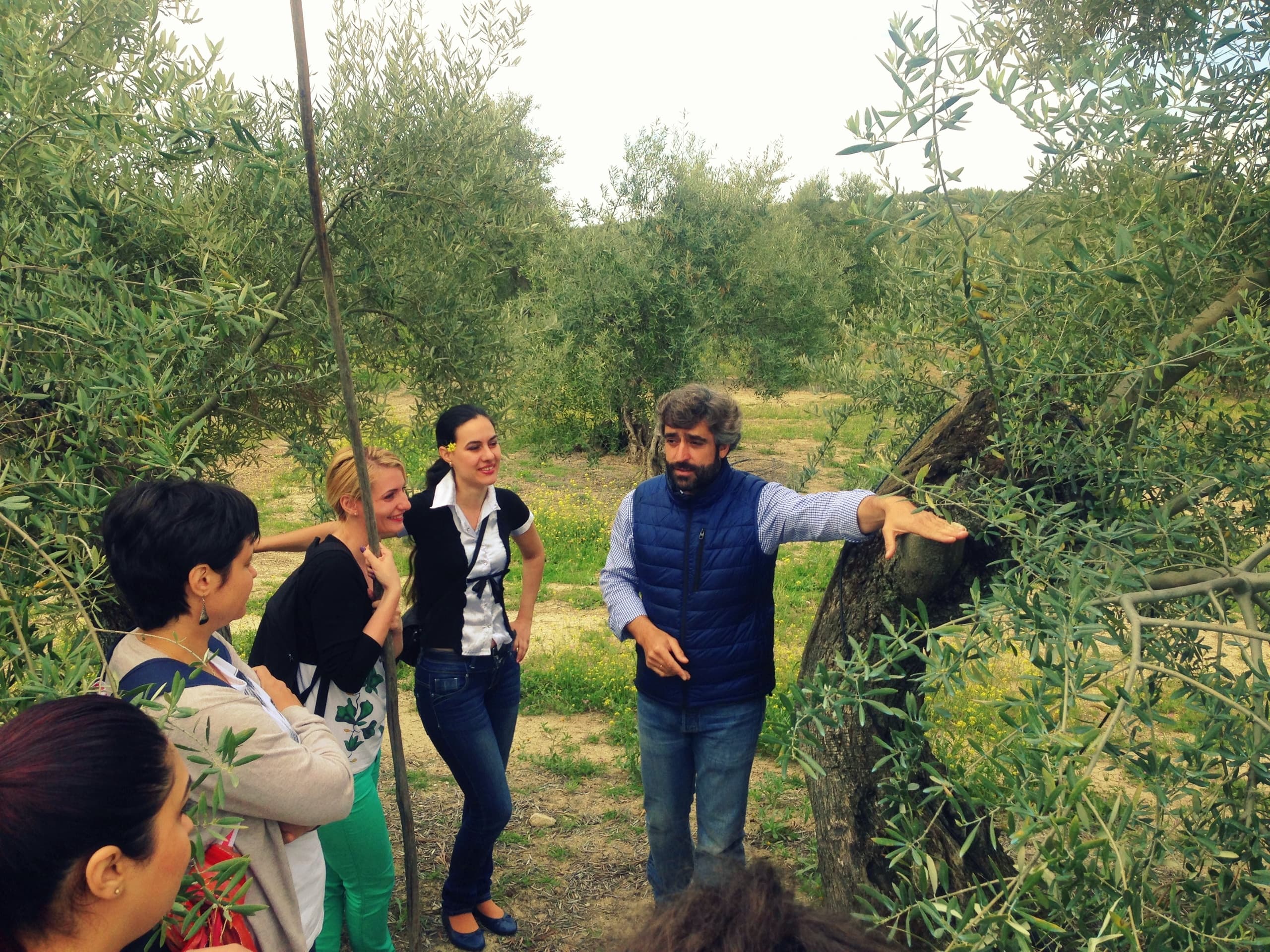 Inside Jaén’s Olive Oil Tradition: Private Mill & Olive Grove Tour in Begíjar photo 1