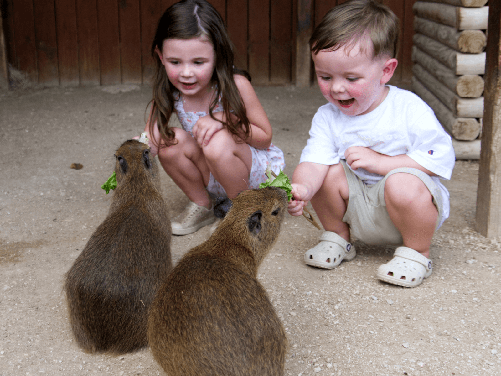 Capybara Private Animal Encounter in New Braunfels, TX