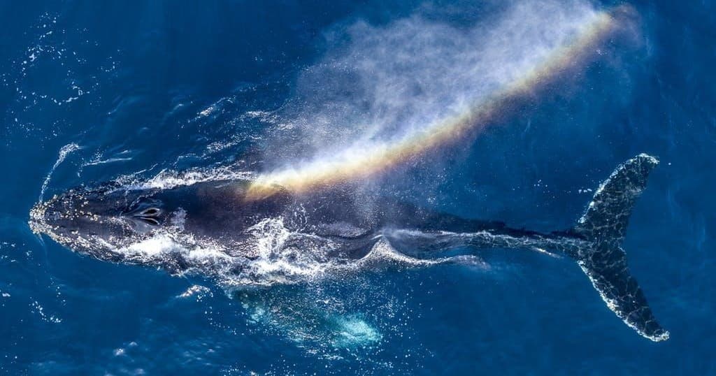 Discover Dana Point’s Private Whale Watching Charter: Intimate Encounters with Majestic Marine Life