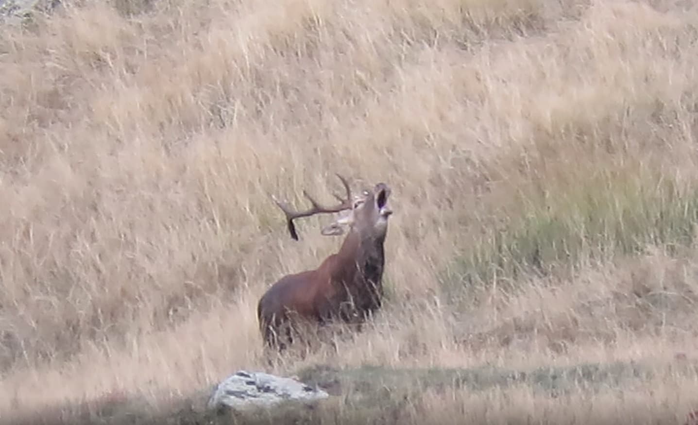 Deer Rutting Season Walks with Obaga in Alt Pirineu