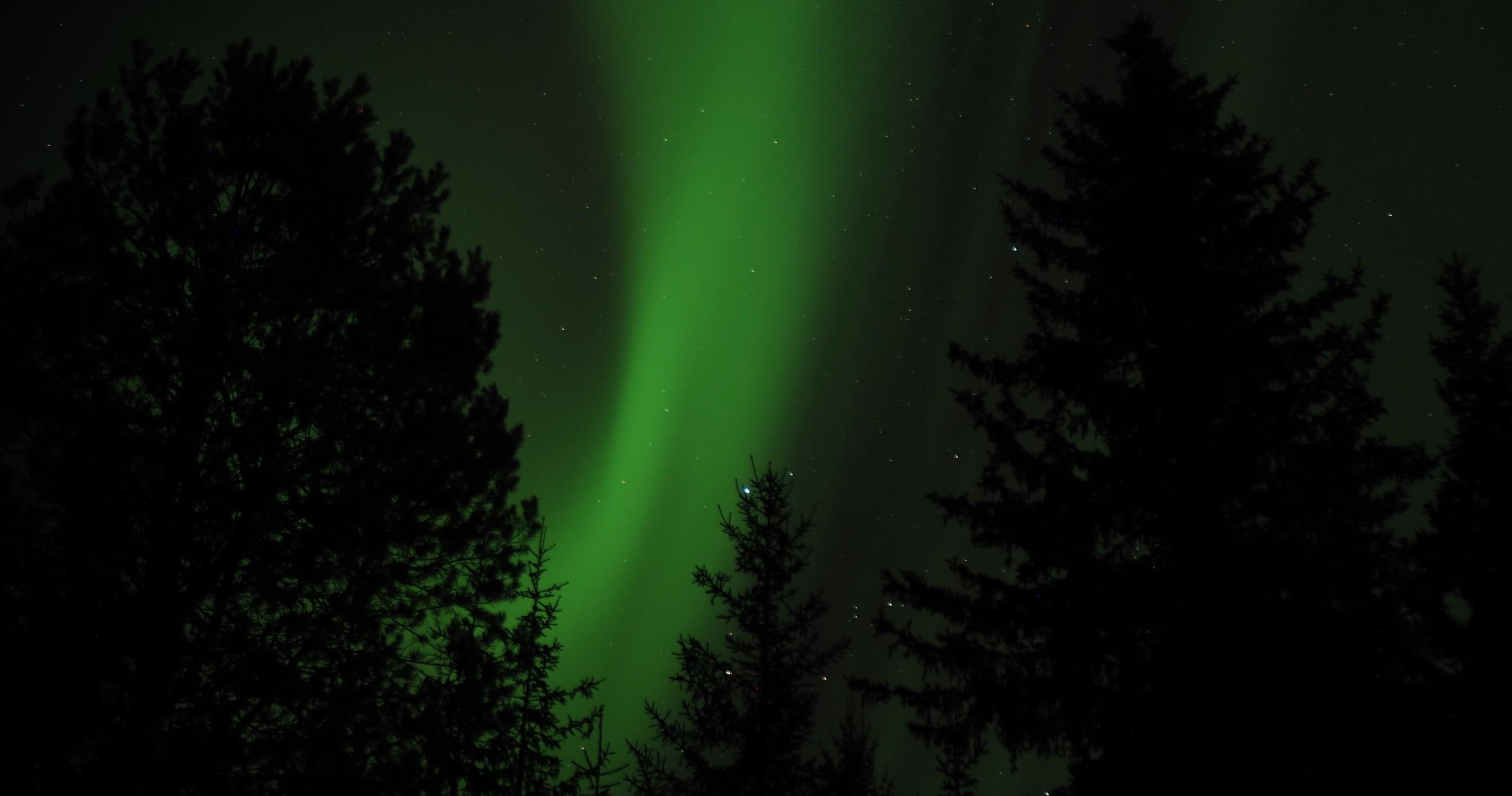 Aurora borealis green lights above pine silhouettes in Lapland