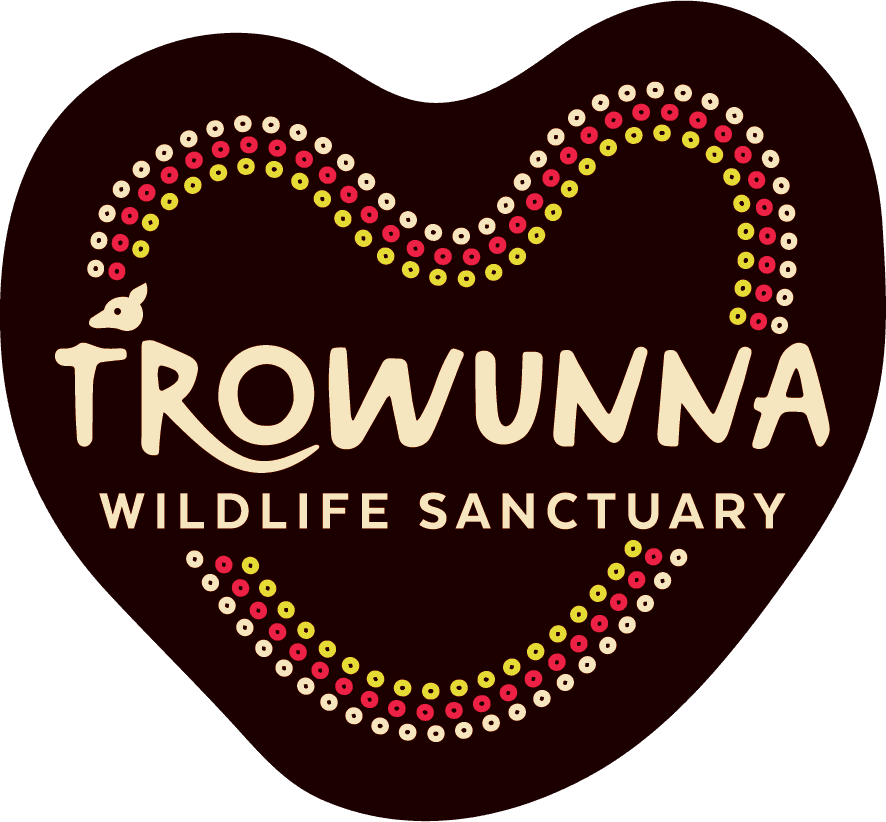 Eastern Quoll Experience in Mole Creek: Up-Close Tasmanian Wildlife Encounter photo 1