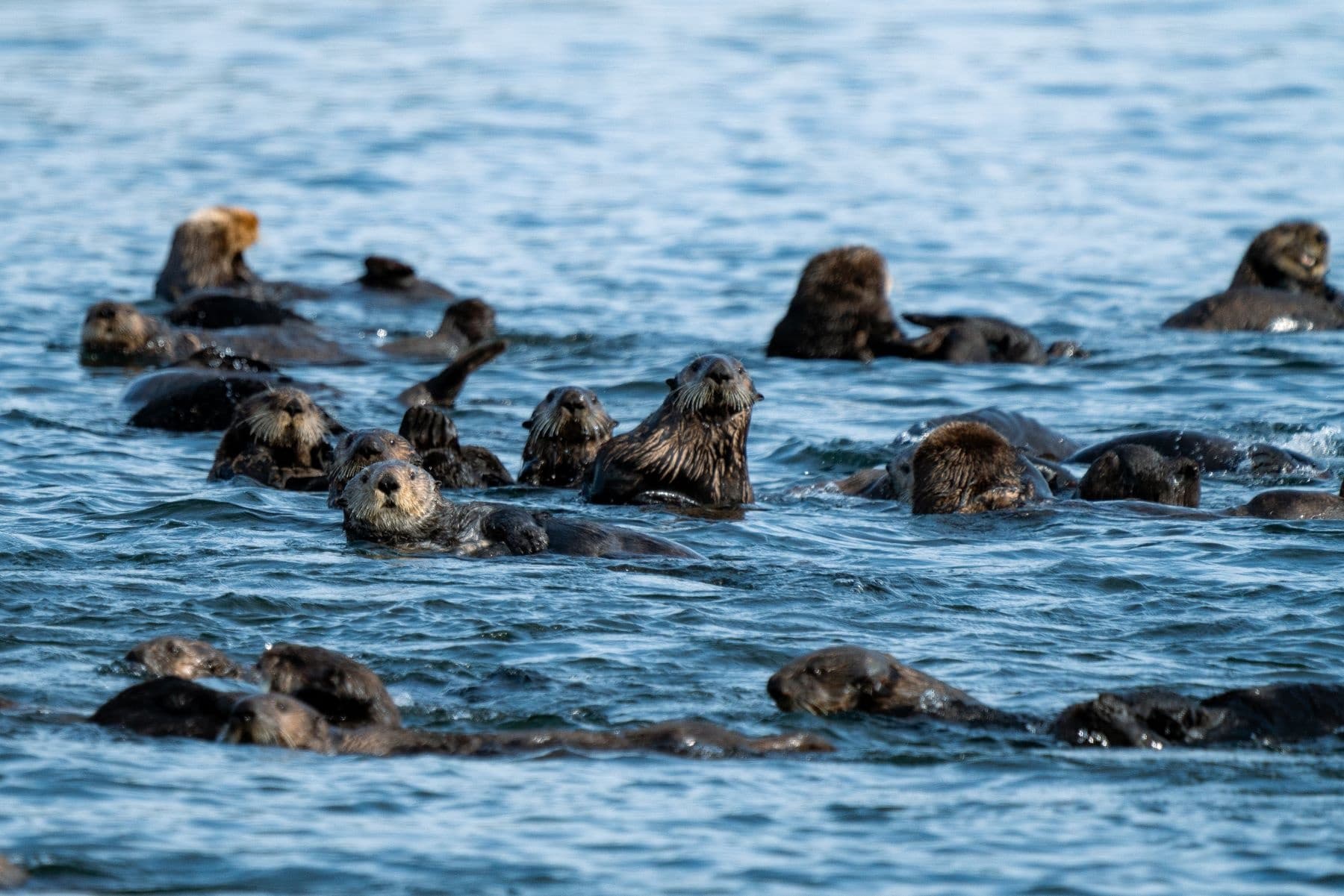 Tofino Otters & Inlets Tour with Jamie’s Whaling Station