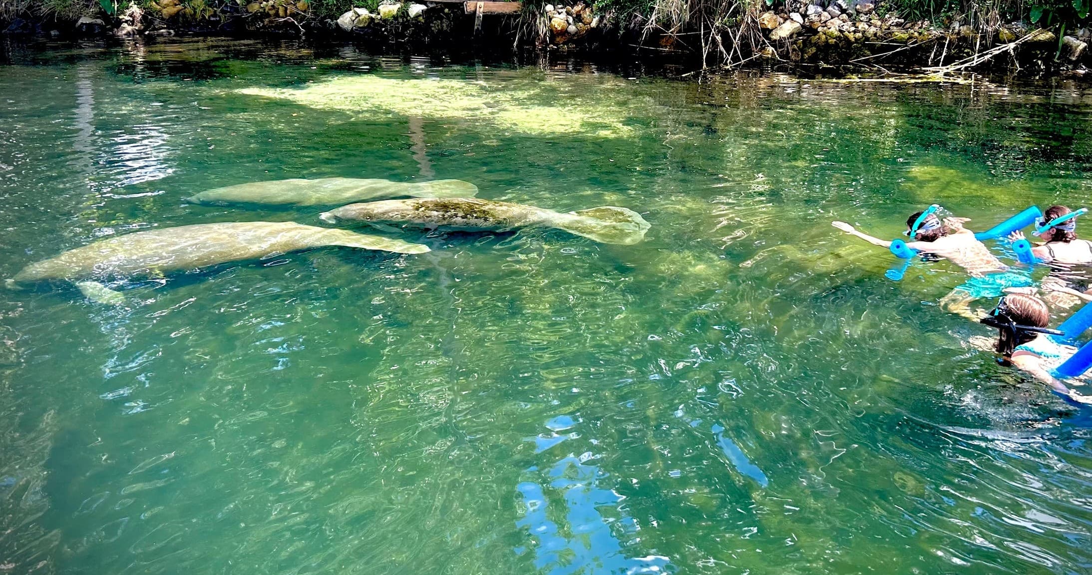 Swim with Manatees in Homosassa | Monkey Island Adventures