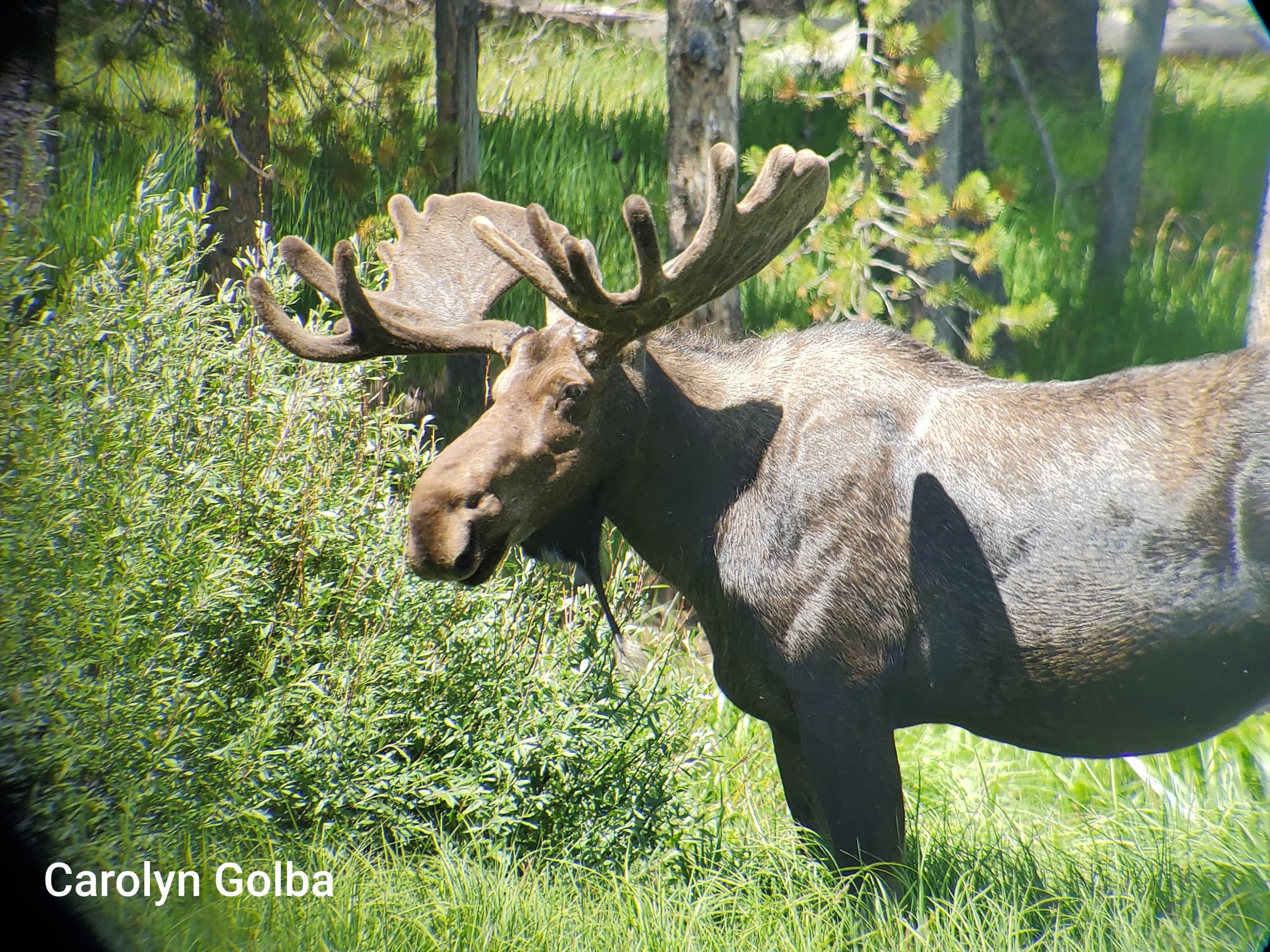Wild Serenity Wildlife Tours: Day Trip in West Yellowstone