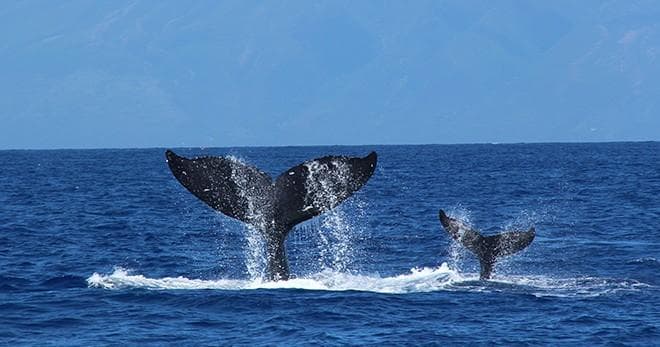 Humpback whales breaching with tails above ocean near coastline