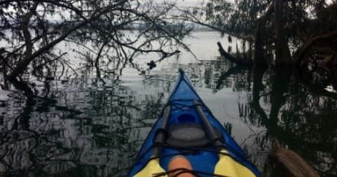 Elkhorn Slough King Tide Kayak Tour in Moss Landing