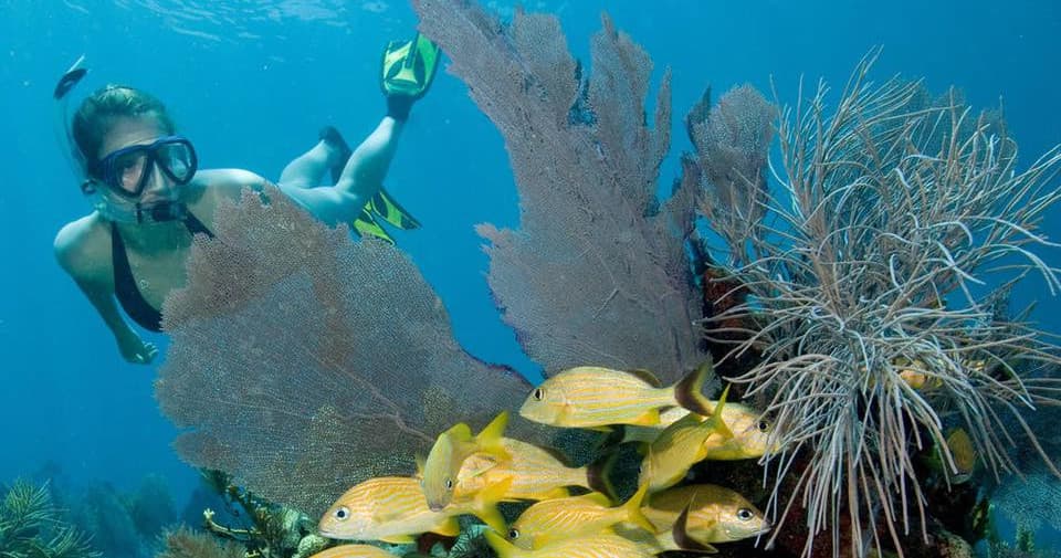 Scuba diver exploring coral reef with tropical reef fish