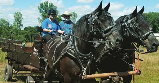 Team of draft horses pulling a wagon across grassy landscape
