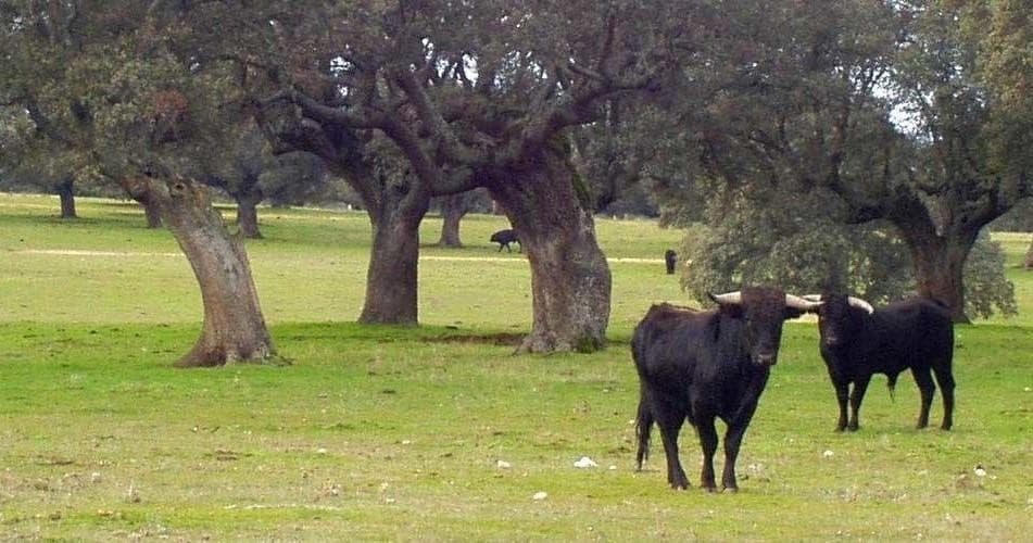 Bull Ranch Adventure with All Sevilla Guided Tours in Andalusia