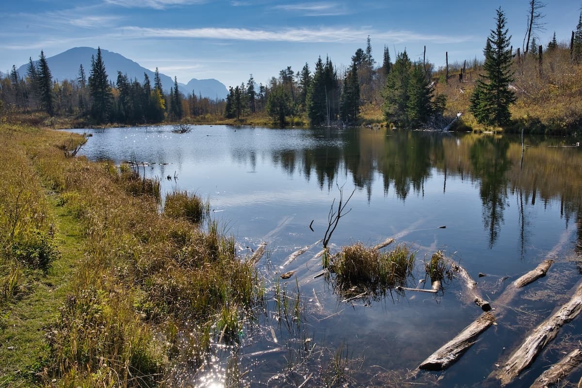 Beaver Pond Loop: Habitats in Change Hike with Glacier Institute