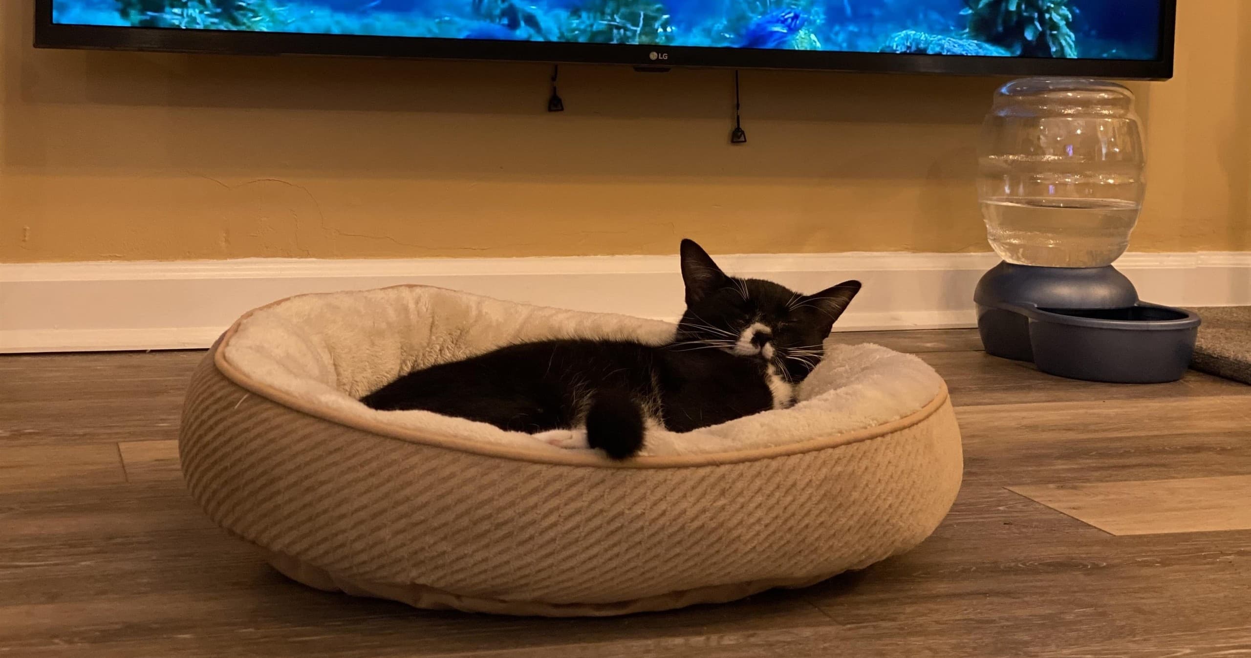 Indoor Café & Cat Experience at Cat-purrccinos