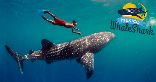 Wildlife & Water in Mexico: Whale Shark Tour by Mexico Whale Shark