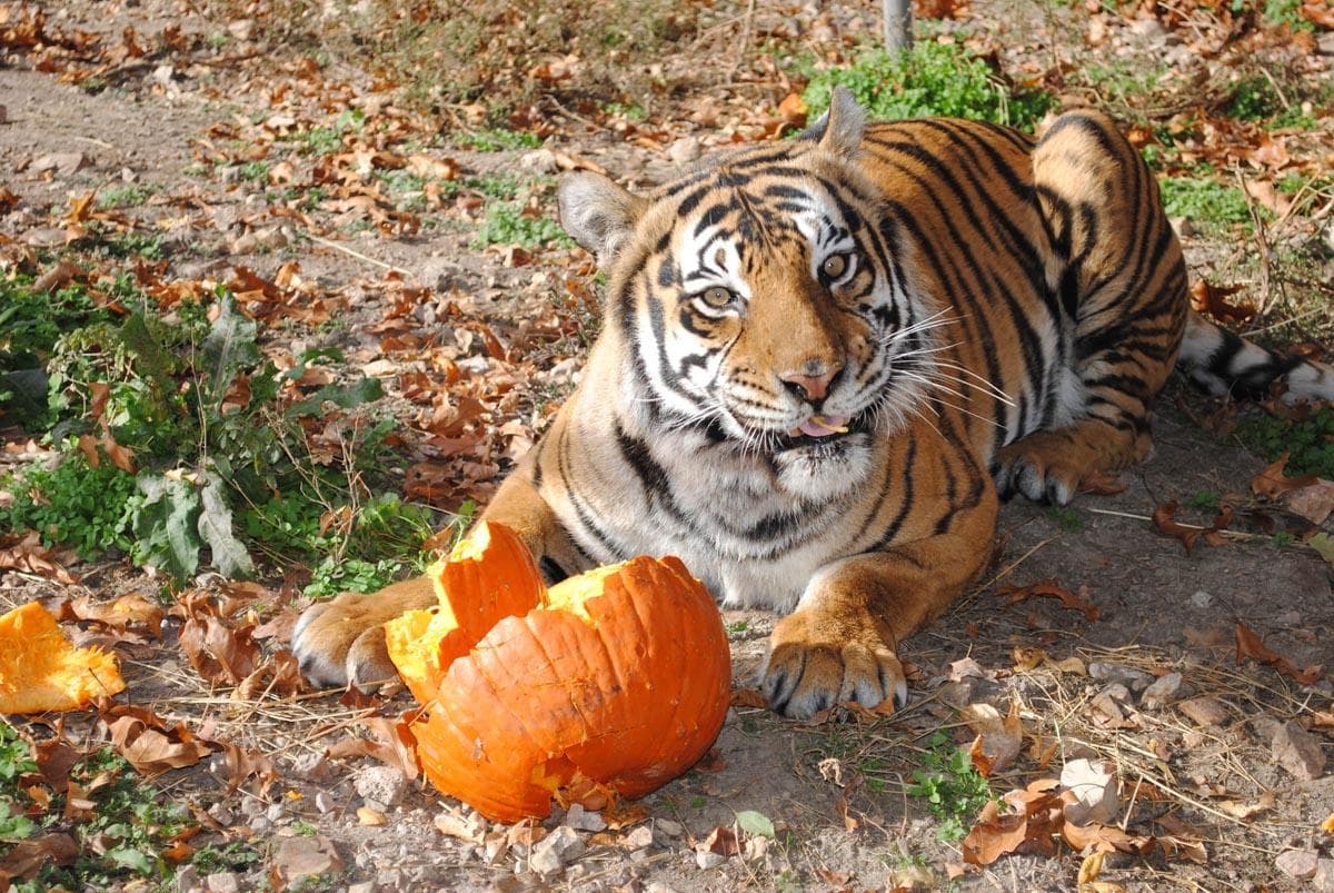 Wildlife & Conservation Tour at National Tiger Sanctuary