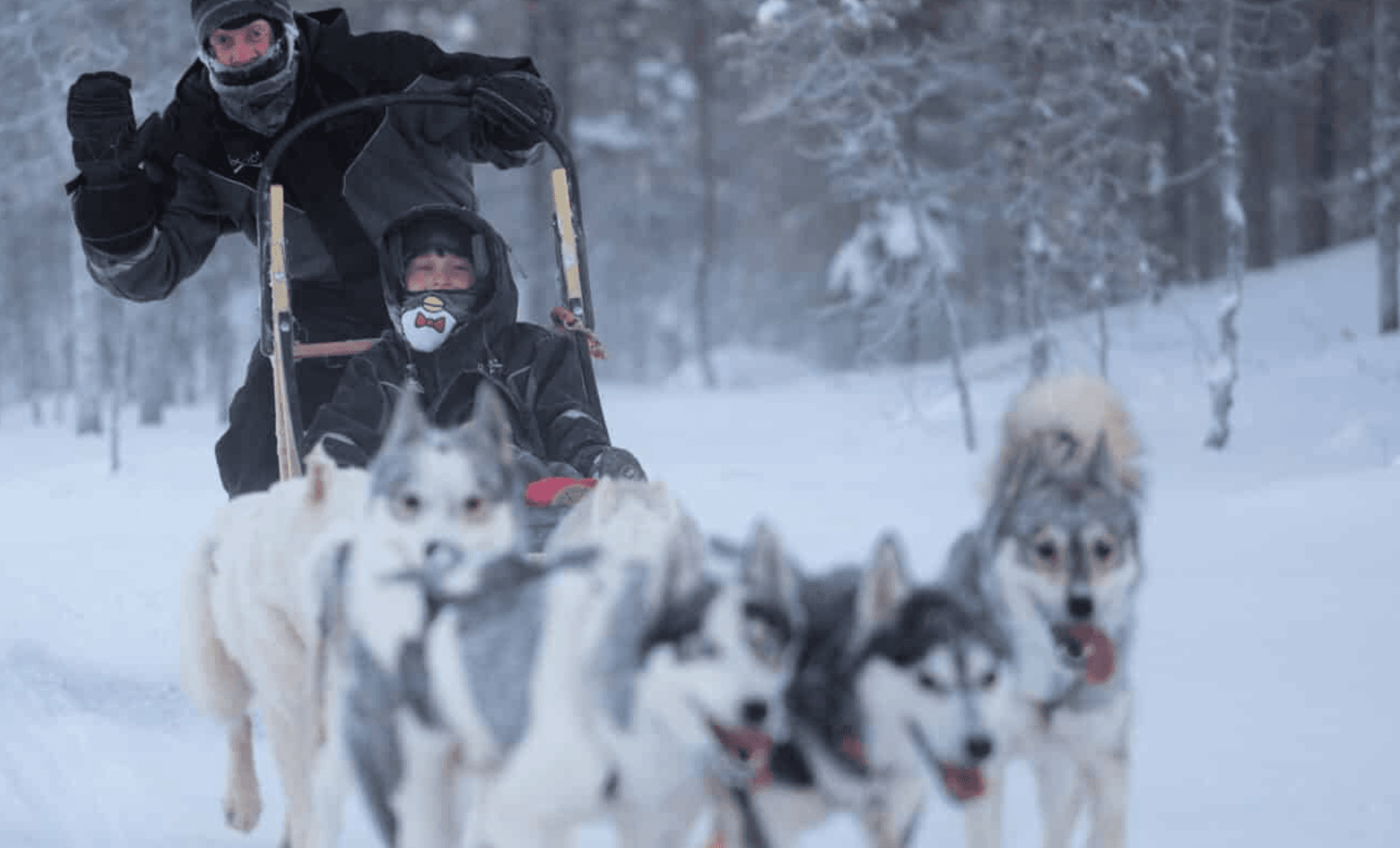 Drive a Husky Sled Through Iso-Syöte: 5-Hour Day Safari with Lunch