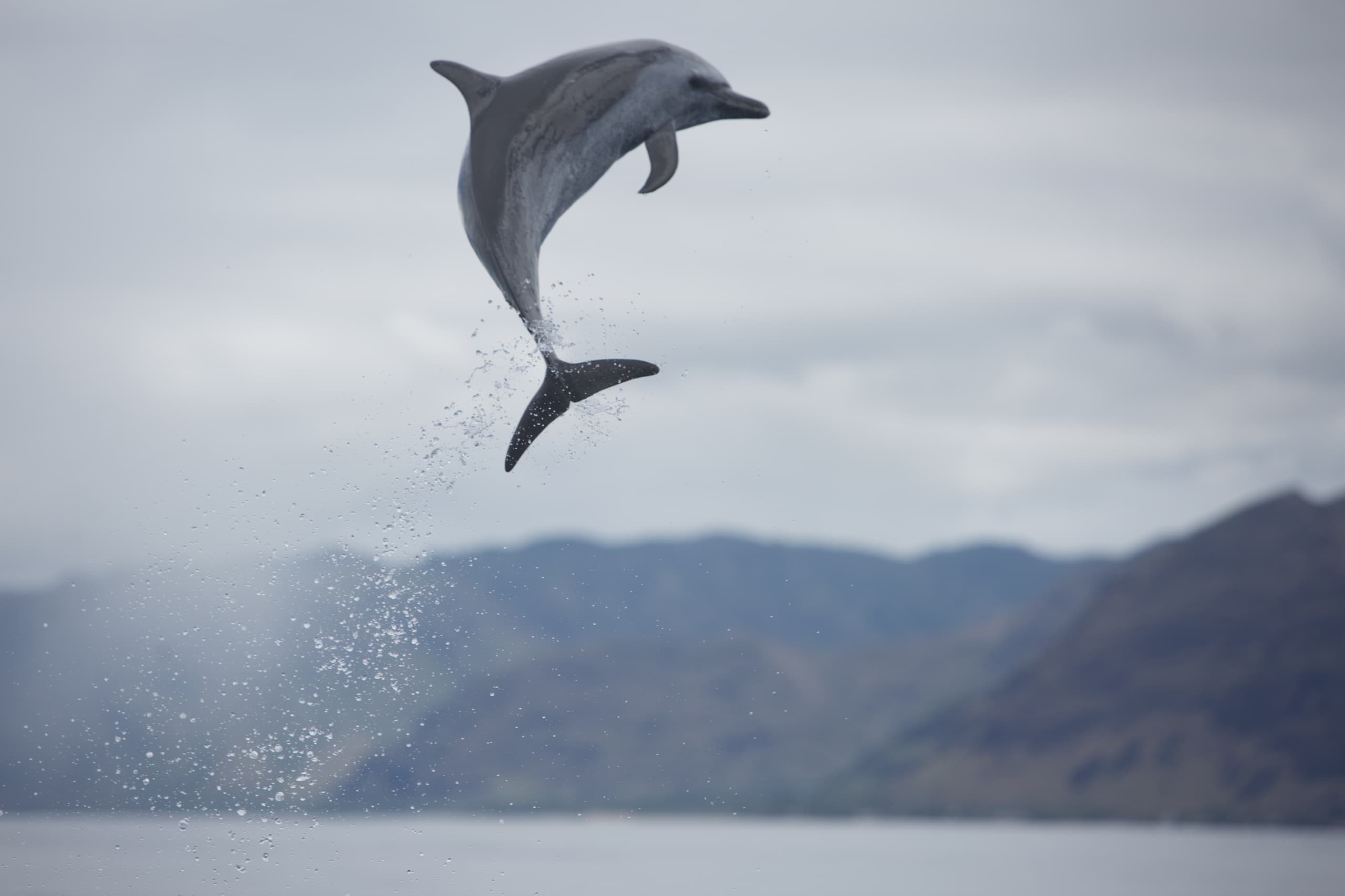 Dolphin in Makaha, Hawaii
