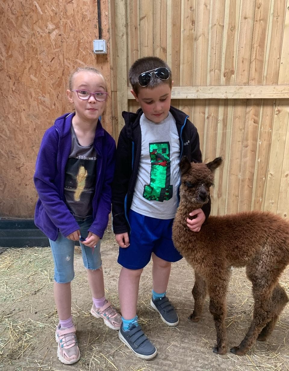 Meet Alpacas and Goats at Wattisham Farm — Hands-On Fleece & Cafe Visit photo 3