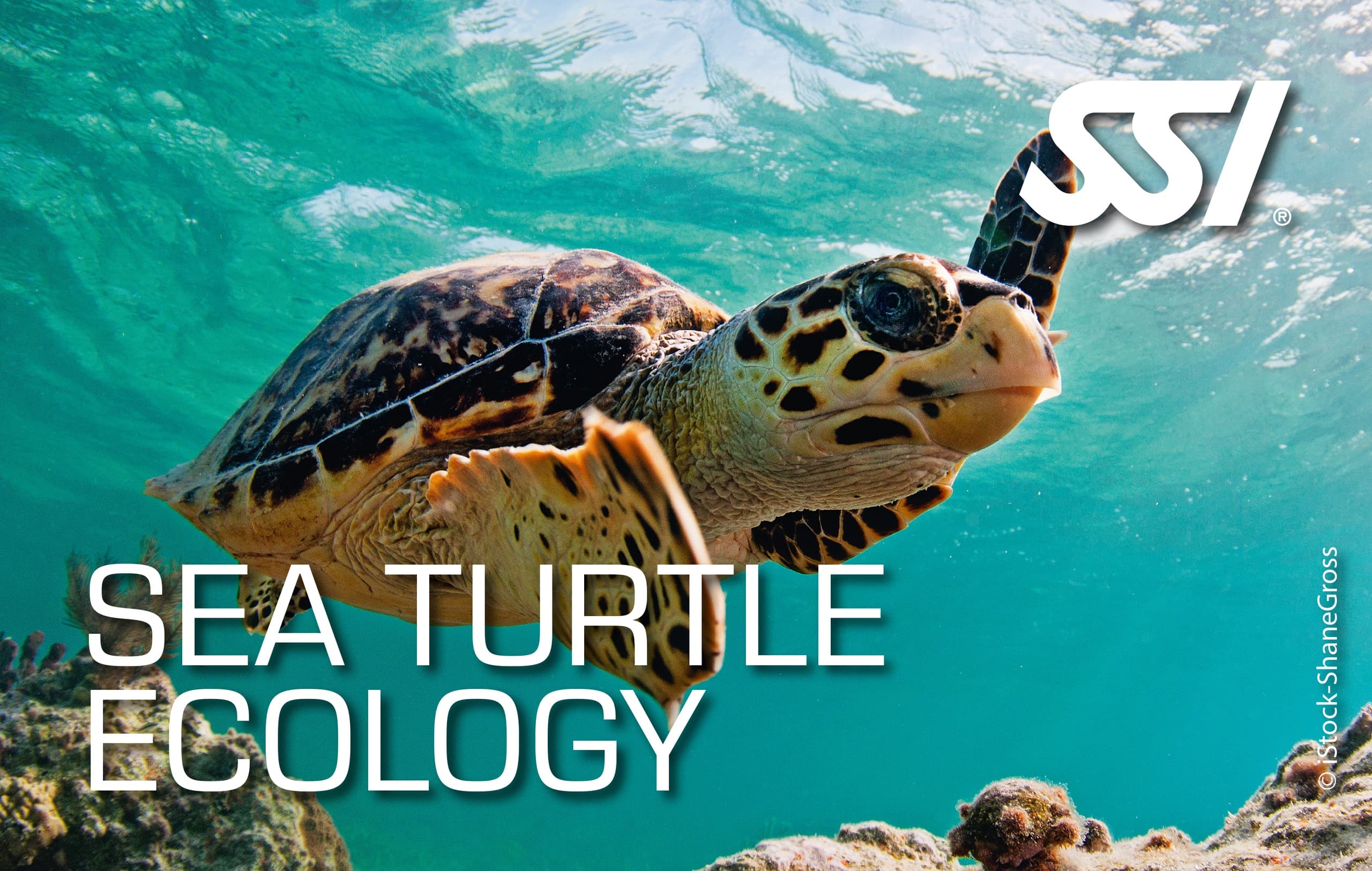 Sea Turtle Ecology on Ramrod Key — SSI Specialty Course for Families and Divers