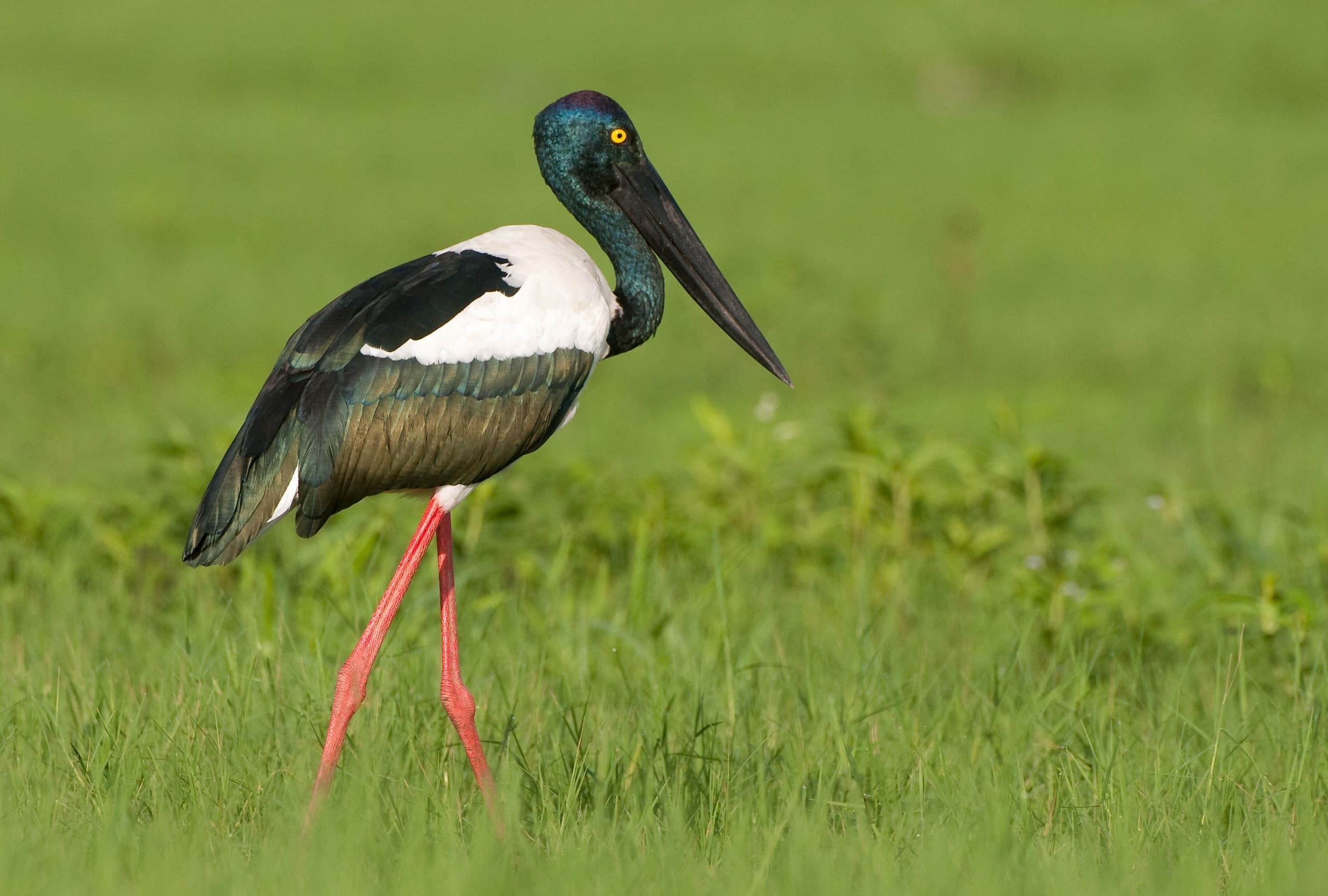 Wildlife & Culture Day Tour with Sacred Owl Tours NT
