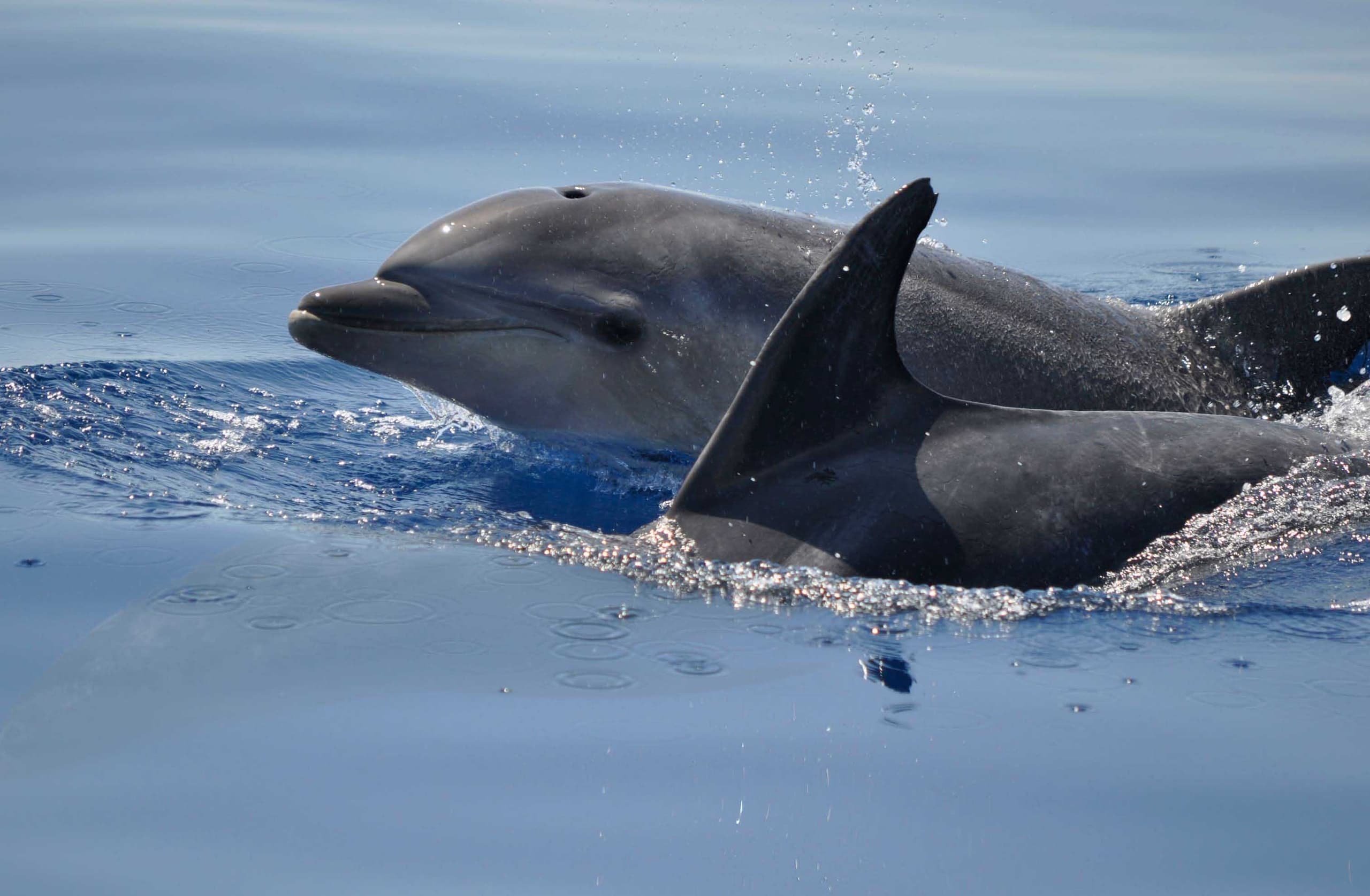 Dolphins and Sea Turtles off Faro: Formosamar Boat Trip in Ria Formosa photo 1