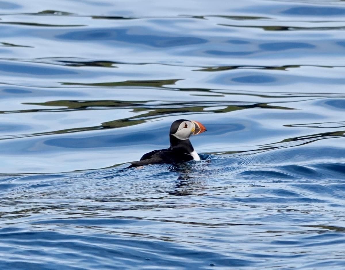 Isle of Canna Tour from Elgol: Puffins, Whales & Sandy Beaches photo 4