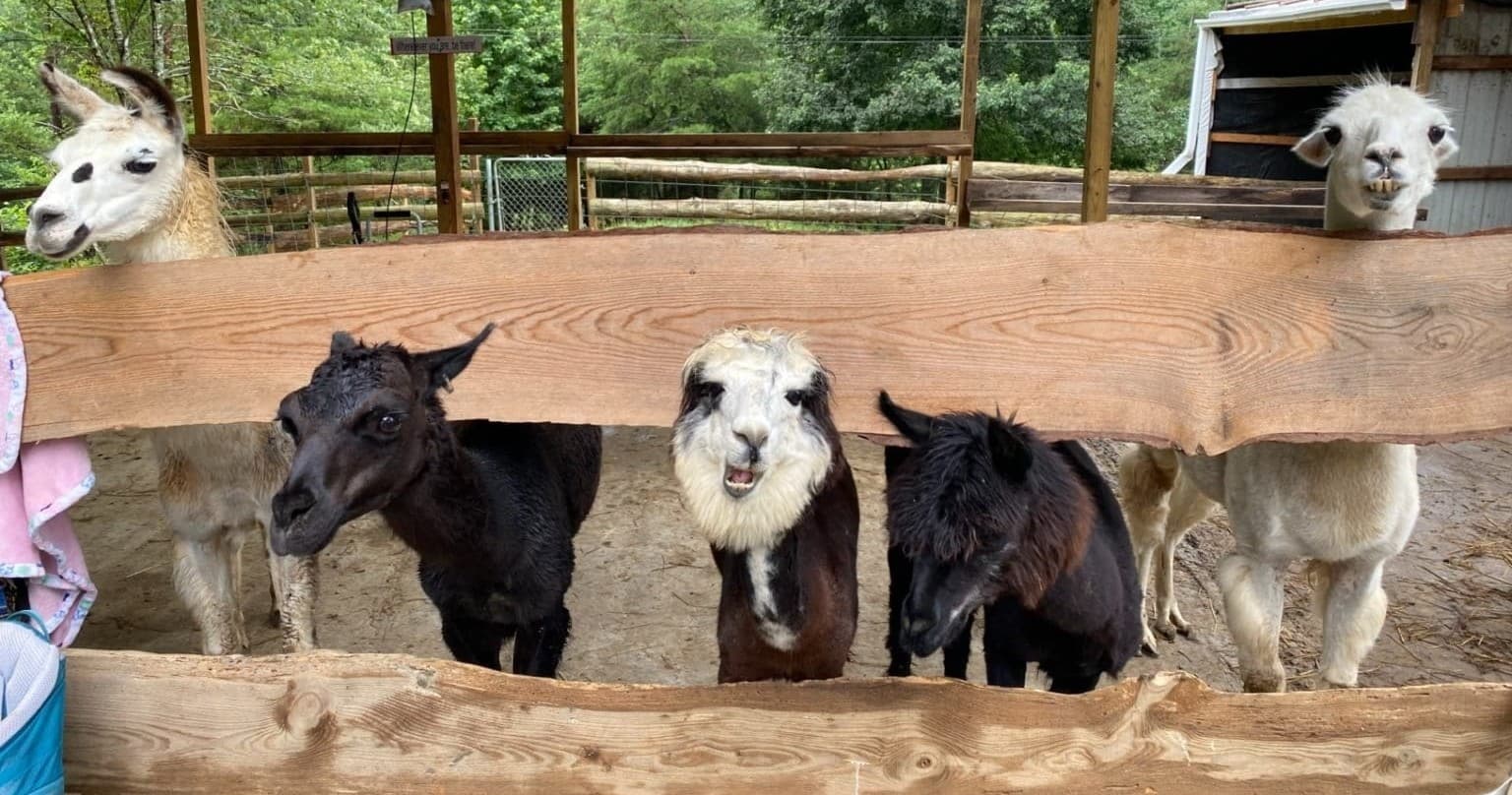 Zoo in Knoxville, Tennessee