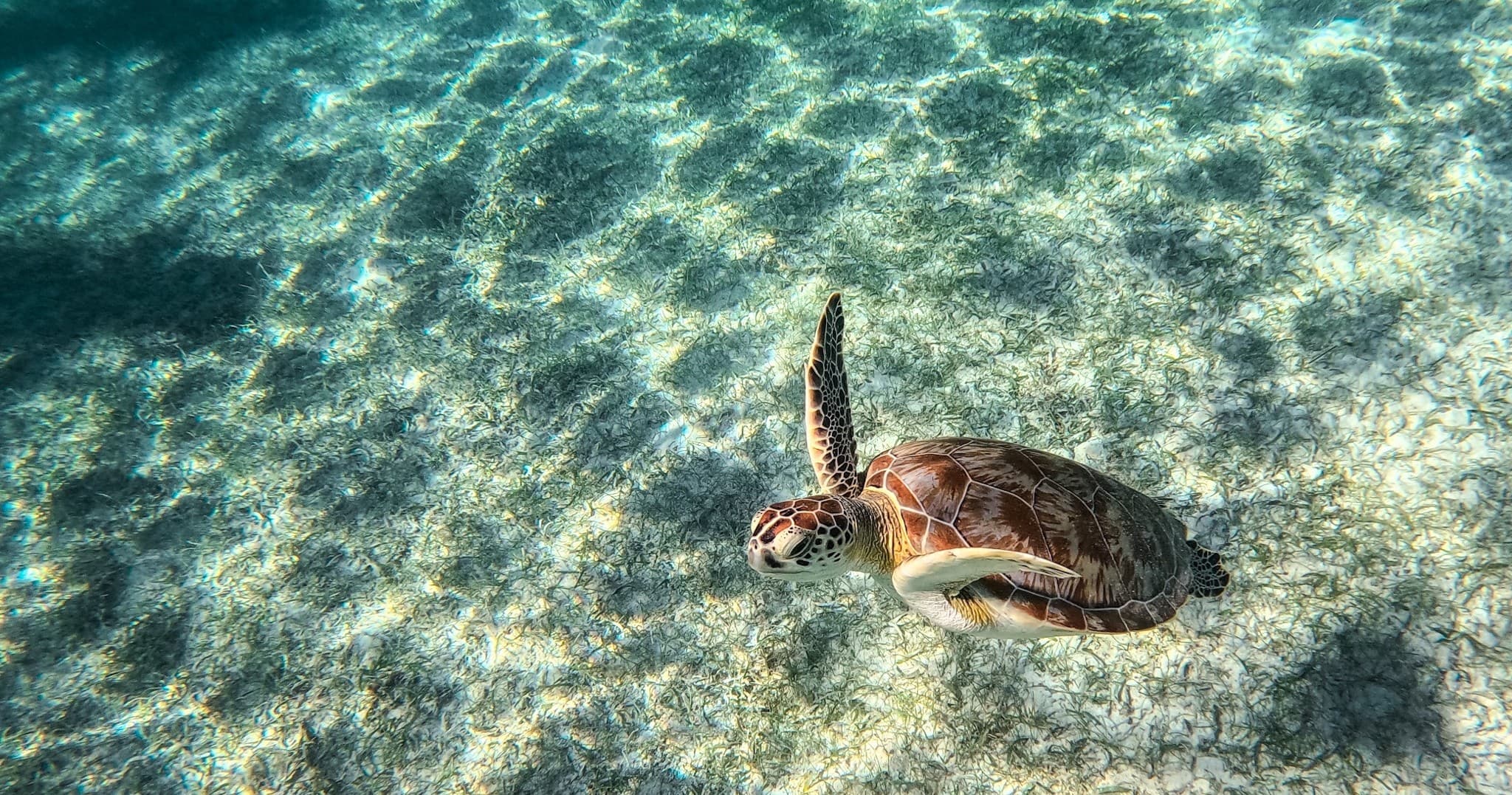 Explore Tulum Ruins & Snorkel with Turtles in Quintana Roo