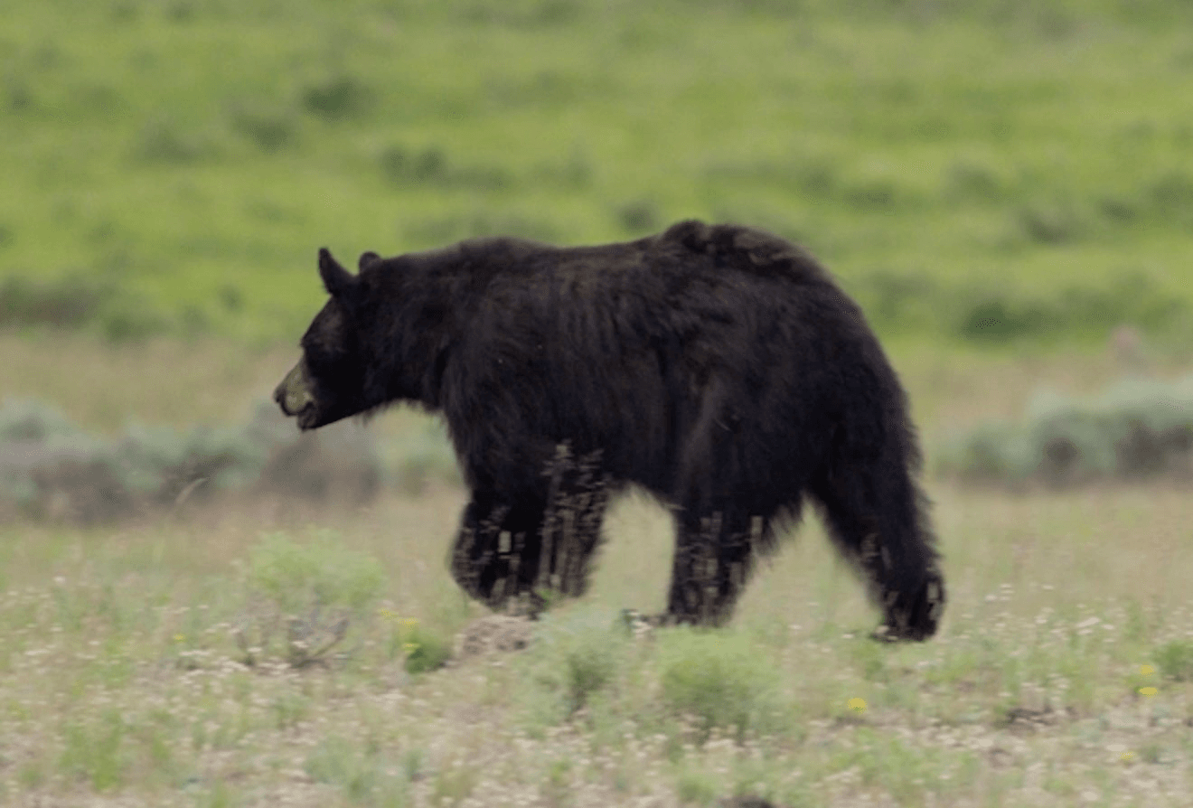 Wildlife & Adventure in Yellowstone with Custom Yellowstone Experience