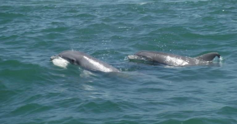 Water Activities: Dolphin Watch with Action Water Sportz at North Myrtle Beach