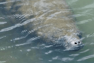 3 Hour Private Nature/Dolphin Watch - 22ft Heated Manatee Oasis Boat | Private in Homosassa, Florida