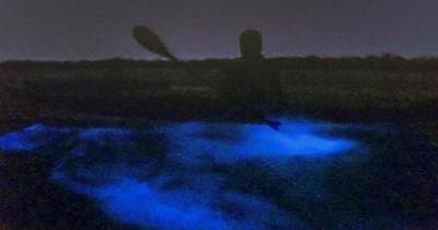 Private Bioluminescence Paddle Tour in Port Canaveral, FL