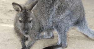 Wallaby Walkabout: Unique California Wildlife Encounter