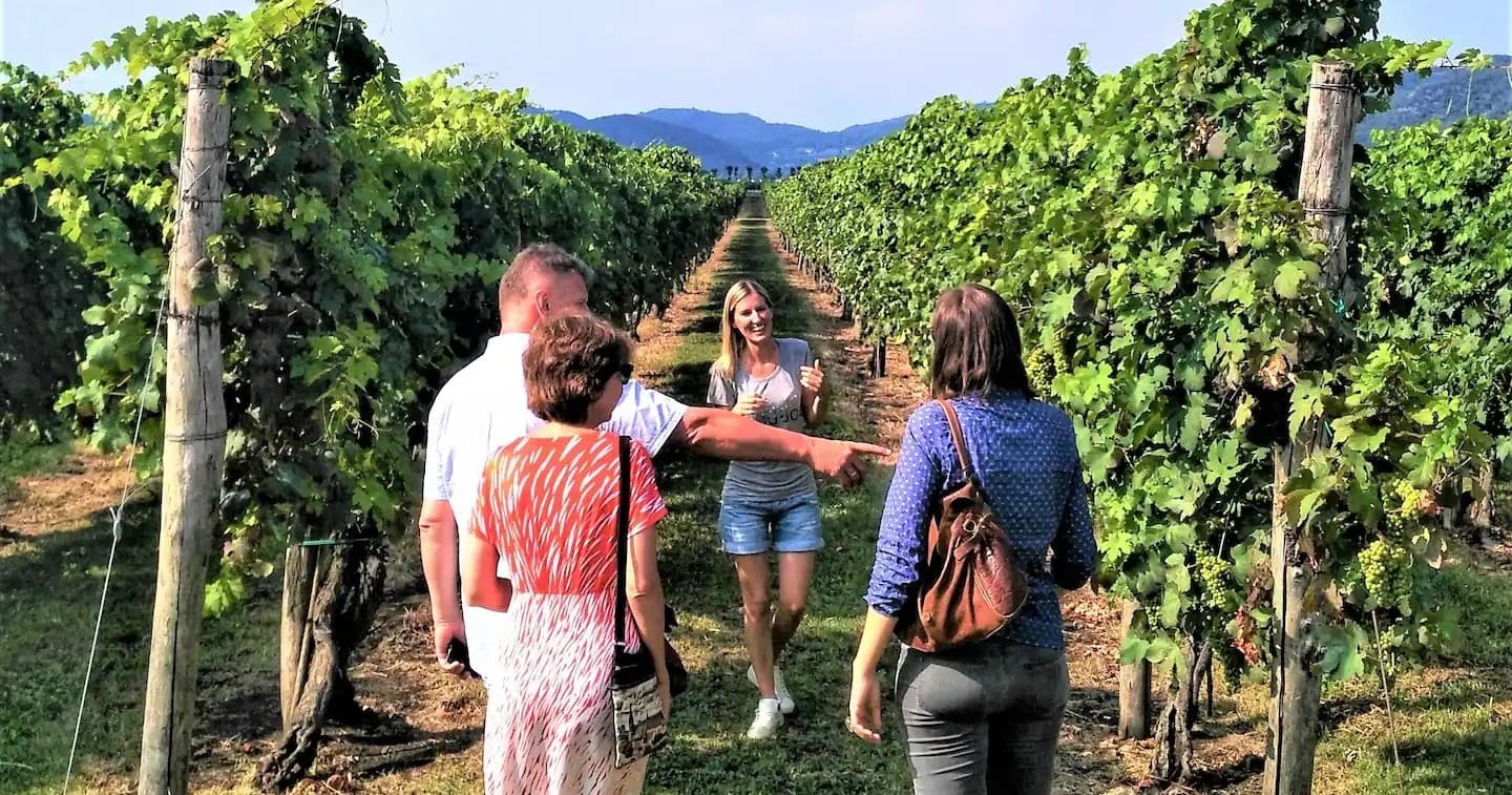 Wine & Olive Oil Experience with Farm Experiences & Tours in Italy