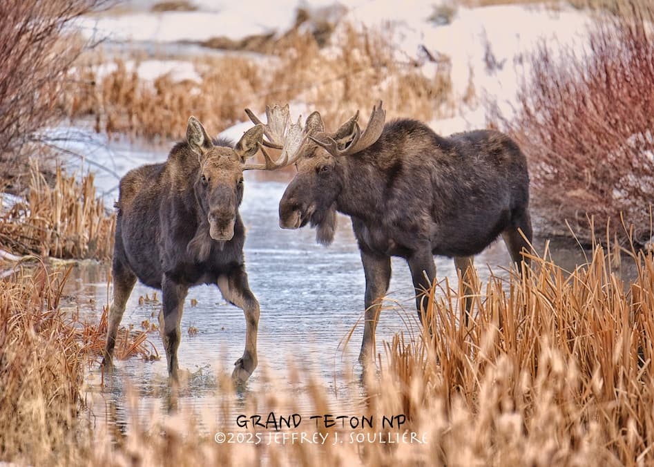 Winter Wildlife & Landscape Photography Tour — Jackson Hole & Grand Teton photo 3