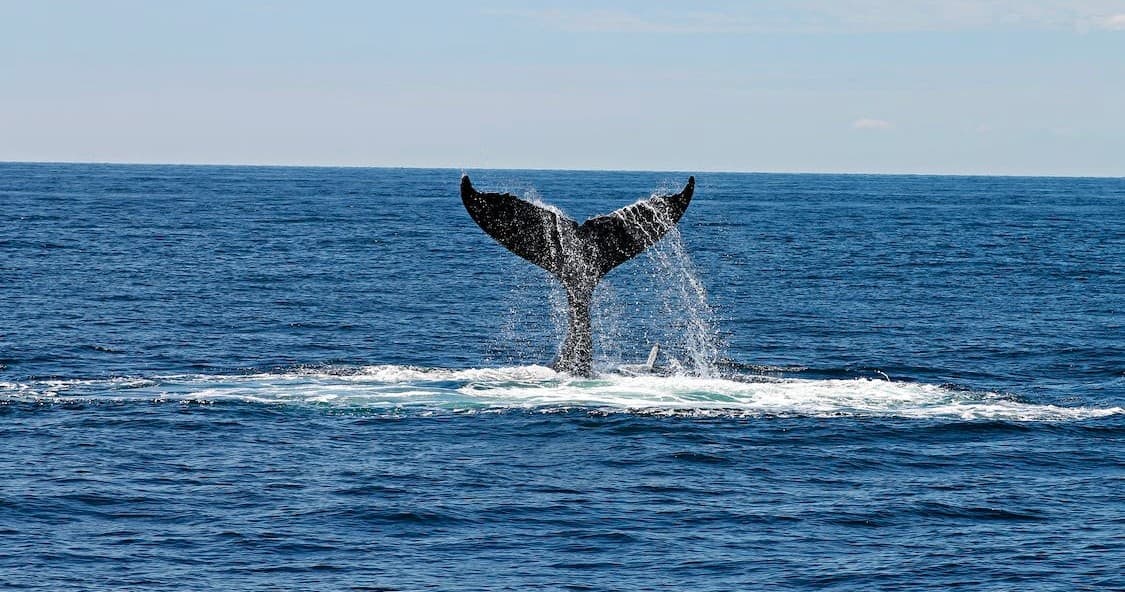 Humpback whale tail fluke above Alaskan sea, whale watching tour