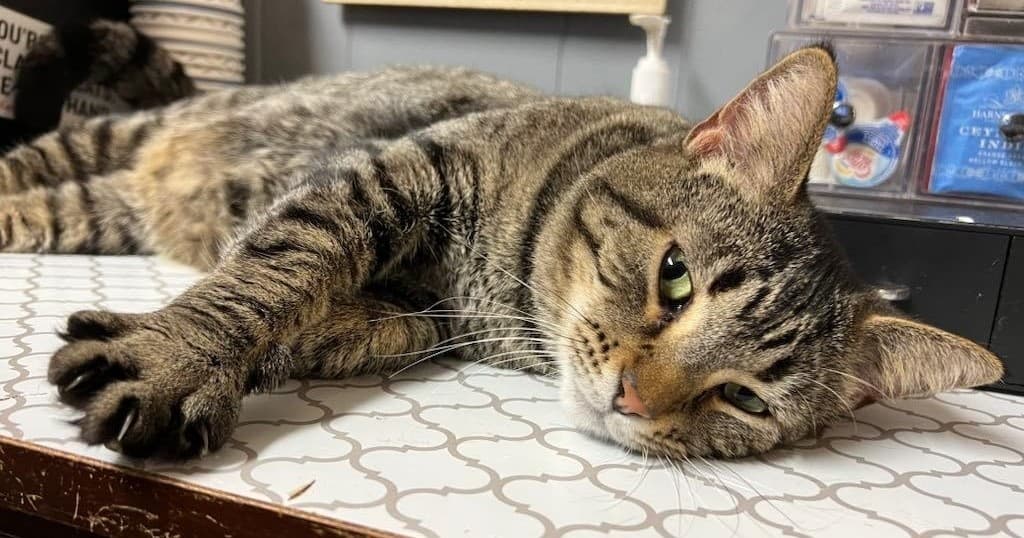 Find Your Zen with Yoga and Cats in Kalamazoo: A Unique Wellness Experience