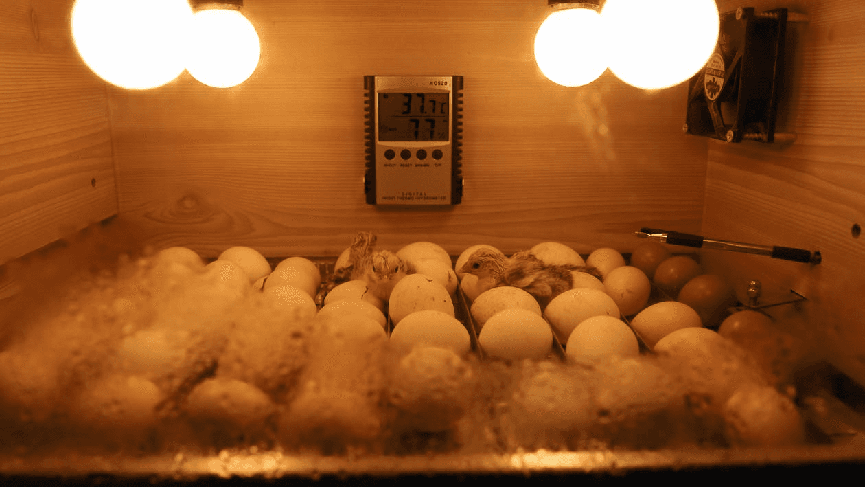 Backyard Hatchery Rental: Hatch Chicks and Ducklings at Home