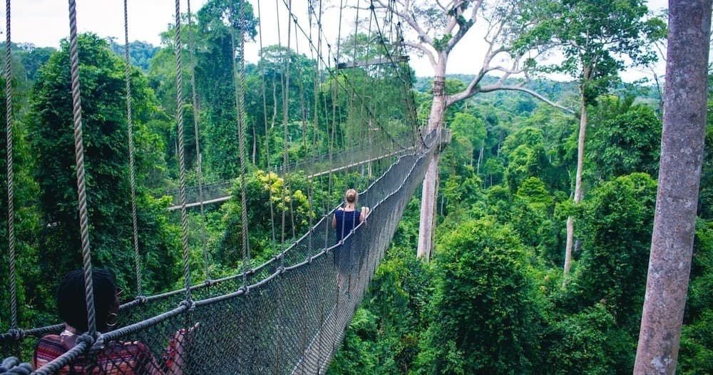 Canopy walkway through dense tropical rainforest, suspended trek