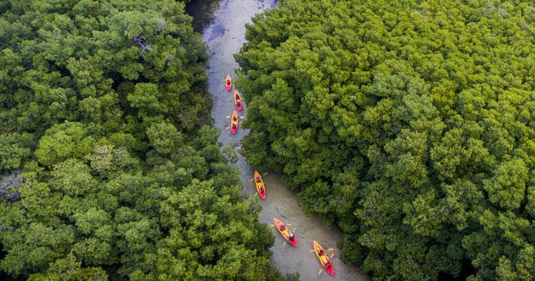 Aerial kayakers paddling through dense mangrove river