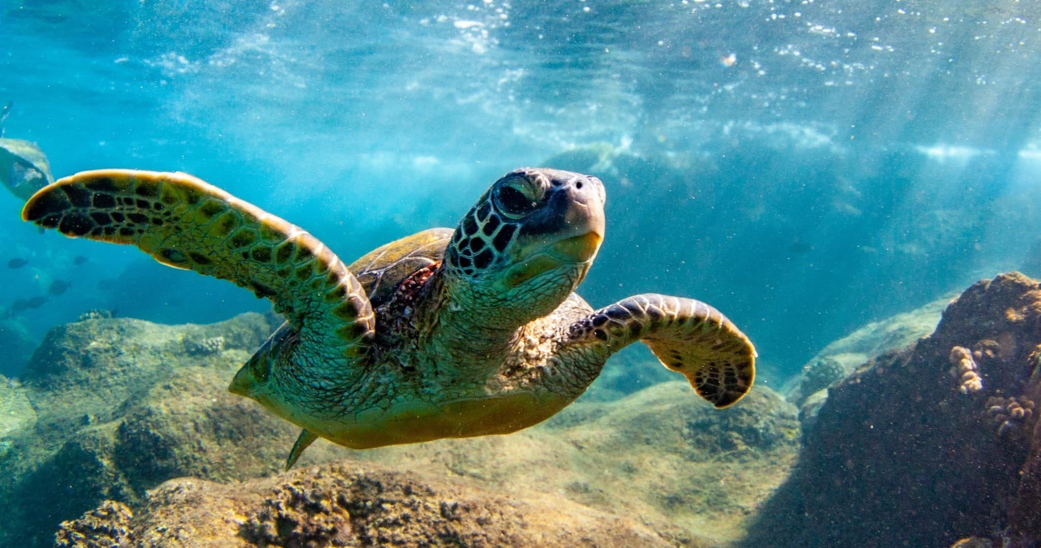 Sea turtle swimming over coral reef in clear Hawaiian waters